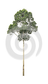 Green Tree isolated at on white background of file with Clipping Path