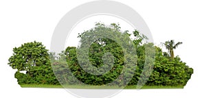 Green tree isolated on white background. forest and leaves in summer rows of trees and bushes