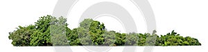 Green tree isolated on white background. forest and leaves in summer rows of trees and bushes