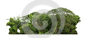 Green tree isolated on white background. forest and leaves in summer rows of trees and bushes