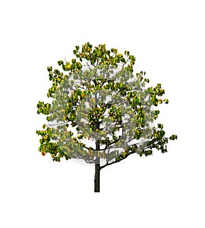 Green tree isolated on a white background. There are many branches. And a shrub