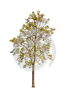 Green tree isolated on a white background. There are many branches. And a shrub
