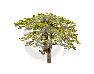 Green tree isolated on a white background. There are many branches. And a shrub