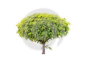 Green tree isolated on a white background.