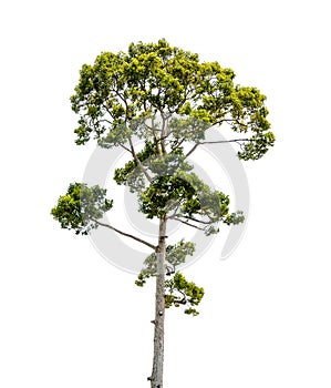 the green tree isolated on white backgroup