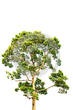 the green tree isolated on white backgroup