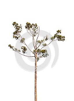 green tree isolated on white backgroup