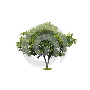 Green tree isolated on white with clipping path