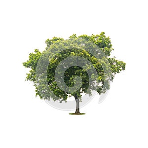 Green tree isolated on white with clipping path