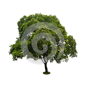 Green tree isolated on white with clipping path