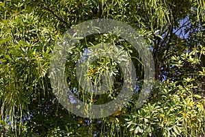 Green Tree with large Tentacles