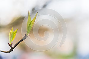 Green tree leaf on branch close up