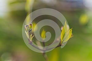 Green tree leaf bulb on branch close up