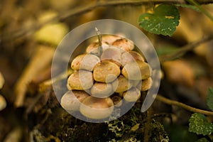 Green tree leaf mushrooms wood macro background nature beauty beautiful