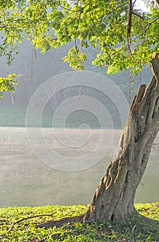 Green tree leaf over water