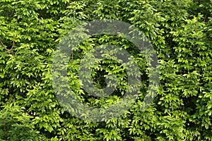 Green tree leafs background