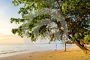 Green tree leaned towards the calm waters of the sea at a sandy beach in Koh Chang, Thailand