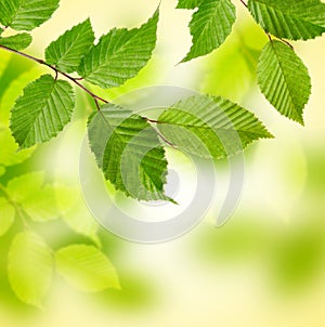 Green tree leaves background .