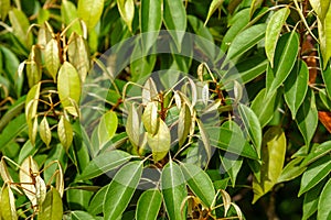 Green tree leaves in Bako National Park