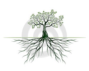 Green Tree with Leaves and big Roots. Vector outline Illustration. Plant in Garden