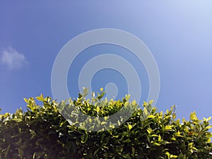 Green Tree Leaves Blue Sky