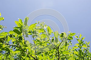 Green tree leaves and clear blue sky during sunny day. Natural background.