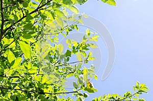 Green tree leaves and clear blue sky during sunny day. Natural background.
