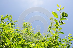 Green tree leaves and clear blue sky during sunny day. Natural background.