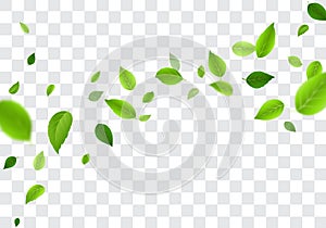 Green tree leaves falling, isolated on transparent background