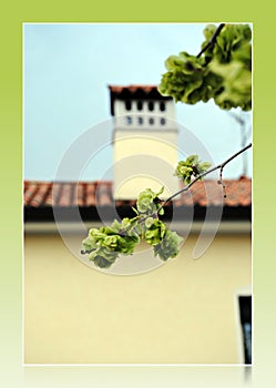 Green tree leaves and a house