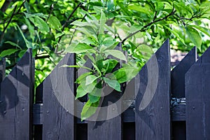 Green tree leaves over dark grey plunk fence on sunny day in garden