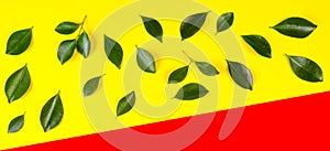 Green tree leaves pattern on yellow and red background