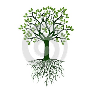 Green Tree with Leaves and Roots. Decoration card. Vector Illustration