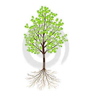 Green tree with leaves and roots isolated on white background