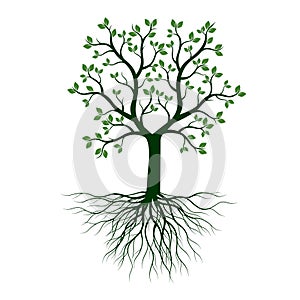 Green Tree with Leaves and Roots. Vector outline Illustration. Plant in Garden