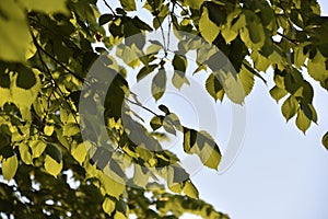 Green tree leaves in spring in the evening sun against the sky