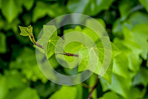 Green tree leaves in the spring light