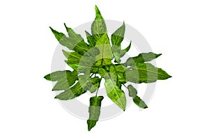 green tree leaves(Syngonium Orm Manee Laila)  isolated on a white background. soft focus