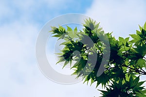 Green tree leaves texture in springtime