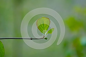Green tree leaves texture in springtime
