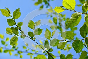 Green tree leaves texture in springtime