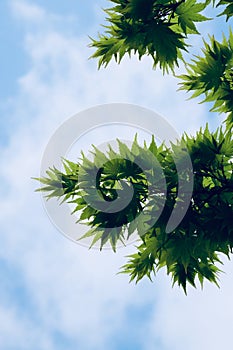 Green tree leaves texture in springtime