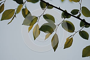 Green tree leaves texture in springtime