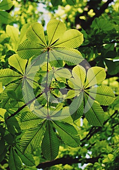 Green tree leaves texture in springtime