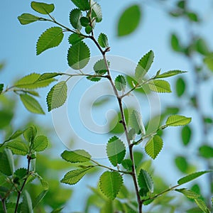 Green tree leaves texture in springtime
