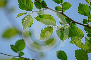 Green tree leaves texture in springtime