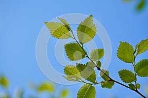 Green tree leaves texture in springtime