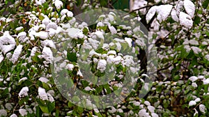 Green tree with leaves under the white snow