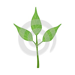 Green tree leaves vector Illustration