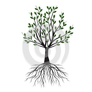 Green Tree with Leaves. Vector outline Illustration. Plant in Garden
